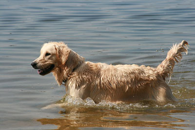 Hundestrand